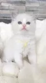 ラグドール【茨城県・女の子・2026年4月15日・ホワイト系/ブルー・シルバー系】の写真6