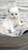 ラグドール【茨城県・男の子・2025年6月22日・ブルーポイントバイカラー】の写真4