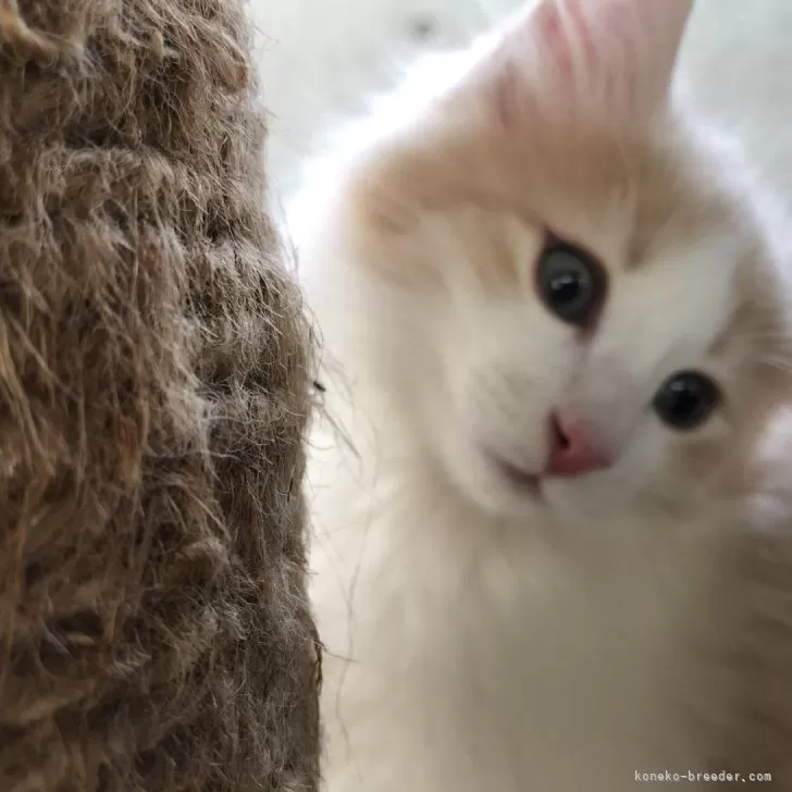 ID:2406-03335の子猫