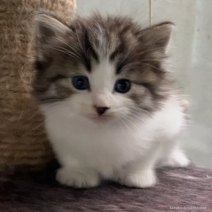 ID：2412-00494の子猫