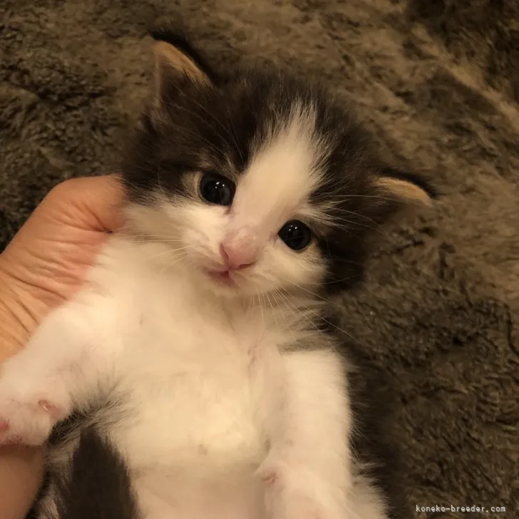 ID：2307-02943の子猫