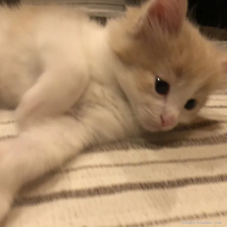 ID：2307-02937の子猫