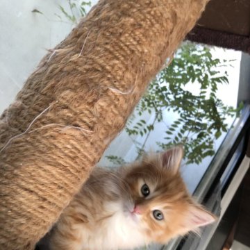 ノルウェージャンフォレストキャット【愛知県・男の子・2023年12月7日・レッドタビーアンドホワイト】の写真「男の子だけど可愛いです。」