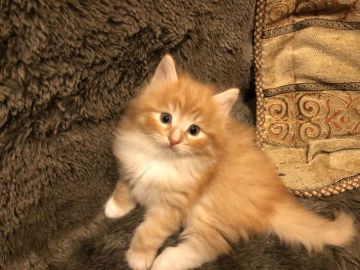 ノルウェージャンフォレストキャット【愛知県・男の子・2022年3月1日・ブラウンタビーアンドホワイト】の写真「毛色がとっても優しいふさふさニャンコです。」