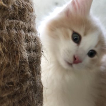 ノルウェージャンフォレストキャット【愛知県・男の子・2024年5月1日・クリームタビーアンドホワイト】の写真「キリットハンサムさんです。」