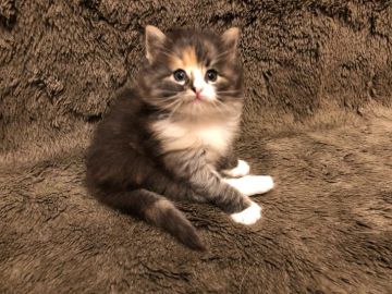 ノルウェージャンフォレストキャット【愛知県・女の子・2022年3月1日・ブラウンパッチドタビーアンドホワイト】の写真「優しいお顔の女の子です。」