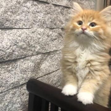 ノルウェージャンフォレストキャット【愛知県・男の子・2022年11月2日・レッドタビーアンドホワイト】の写真「綺麗なレッドの男の子です。」