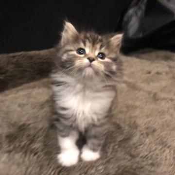 ノルウェージャンフォレストキャット【愛知県・女の子・2022年11月2日・ブラウンタビーアンドホワイト】の写真「瓜二子のクルクルお目目」