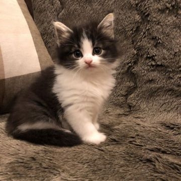 ノルウェージャンフォレストキャット【愛知県・女の子・2021年4月7日・ブラックアンドホワイト】の写真「丸顔のマンマルお目目の女の子です」