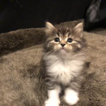 ノルウェージャンフォレストキャット【愛知県・女の子・2022年11月2日・ブラウンタビーアンドホワイト】の写真「お目目クルクル」