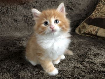 ノルウェージャンフォレストキャット【愛知県・男の子・2021年4月7日・レッドタビーアンドホワイト】の写真「毛吹きが良いふわふわの男の子です。」