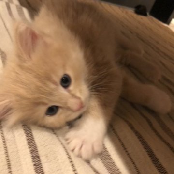 ノルウェージャンフォレストキャット【愛知県・男の子・2023年6月8日・クリームタビーアンドホワイト】の写真「元気な可愛男の子です。」