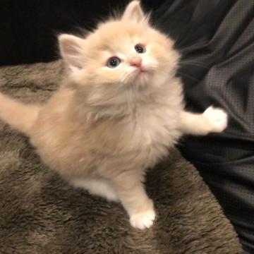 ノルウェージャンフォレストキャット【愛知県・男の子・2022年11月2日・クリームタビーアンドホワイト】の写真「クリーム地の薄い綺麗なニャンコです。」