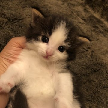 ノルウェージャンフォレストキャット【愛知県・男の子・2023年6月8日・ブラックタビーアンドホワイト】の写真「まん丸お目目　癒し系男子です。」