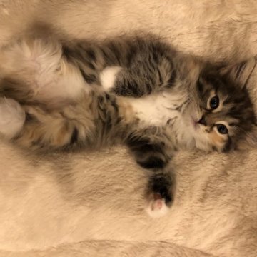 ノルウェージャンフォレストキャット【愛知県・女の子・2023年6月8日・ブラウンパッチドタビーアンドホワイト】の写真「パッチリお目目　キュートなお顔」