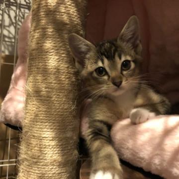 シンガプーラ ノルウェージャン MIX【愛知県・女の子・2022年5月7日・セピアのブラウン】の写真「シンガプーラの骨格の小さな可愛いニャンコです。」