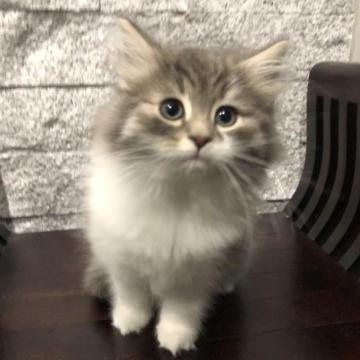 ノルウェージャンフォレストキャット【愛知県・男の子・2022年11月2日・ブルーアンドホワイト】の写真「綺麗なブルーの毛並み」