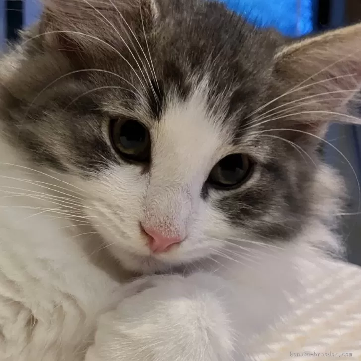 T 様のお迎えした子猫