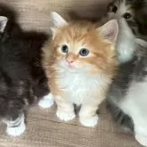 ノルウェージャンフォレストキャット