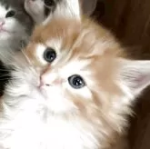 ノルウェージャンフォレストキャット