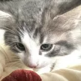 ノルウェージャンフォレストキャット