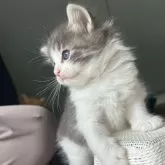 ノルウェージャンフォレストキャット