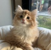 ノルウェージャンフォレストキャット