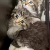 ノルウェージャンフォレストキャット