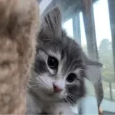 ノルウェージャンフォレストキャット