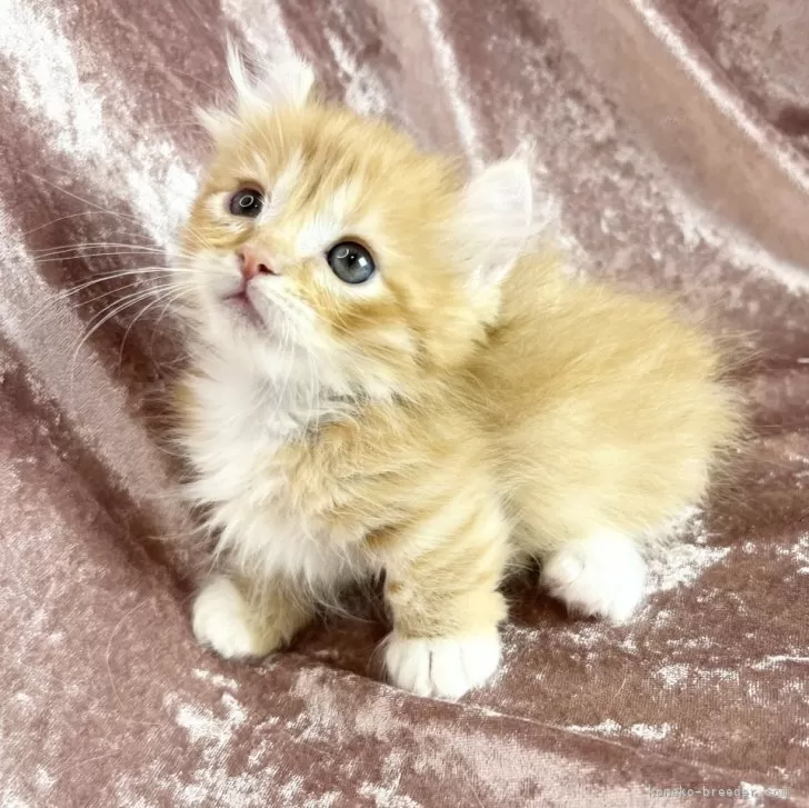 ID：2410-00447の子猫