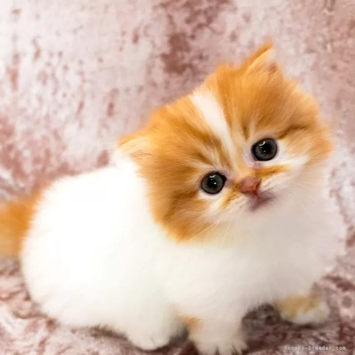 ID：2408-02291の子猫