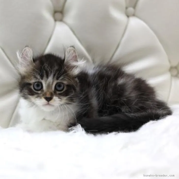 ID：2209-00688の子猫