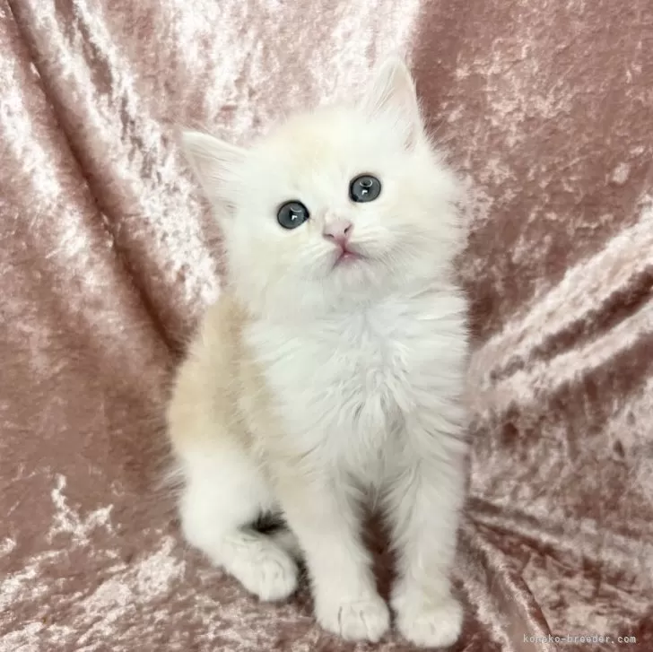 A.S 様のお迎えした子猫