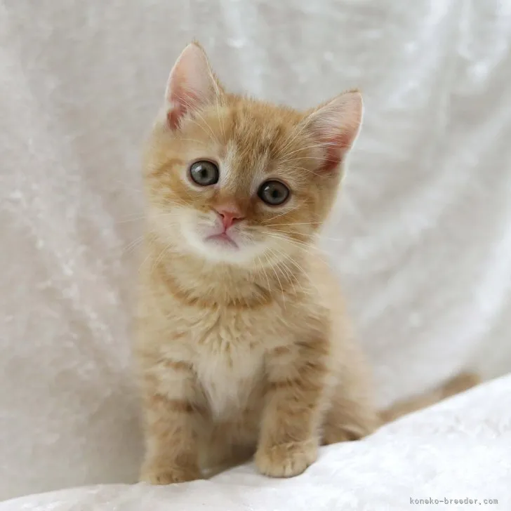 ID：2307-03465の子猫