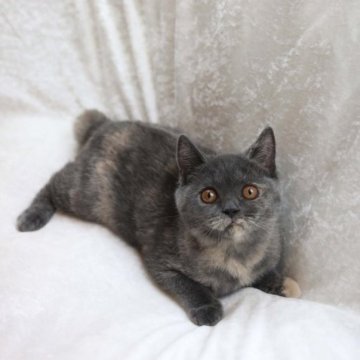 ブリティッシュショートヘア【三重県・女の子・2023年6月23日・ブルートーティー】の写真「とっても可愛いブリテッシュの女の子！」