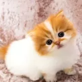 マンチカン(短足)【三重県・男の子・2024年7月19日・レッドタビーアンドホワイト】の写真1