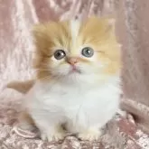 マンチカン(短足)【三重県・男の子・2024年7月19日・レッドタビーアンドホワイト】の写真4