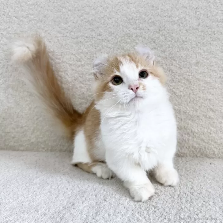 キンカロー【三重県・男の子・2025年6月27日・レッドタビー&amp;ホワイト】の写真1