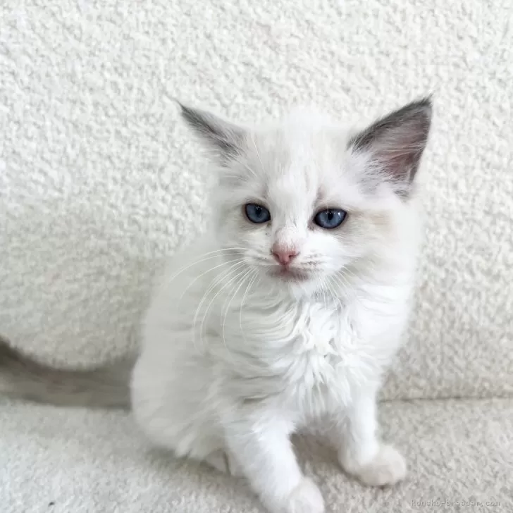 ID:2504-02946の子猫
