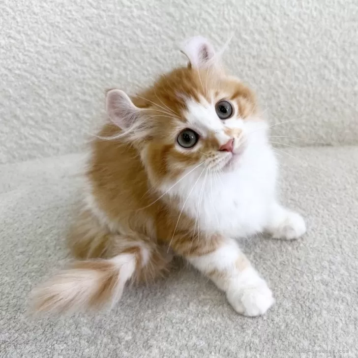 ID：2508-00101の子猫