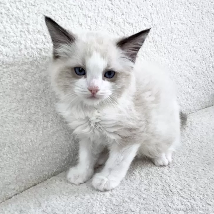 Y.K 様のお迎えした子猫