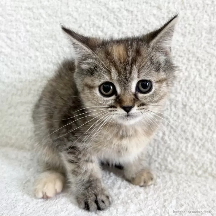 ID：2504-02944の子猫