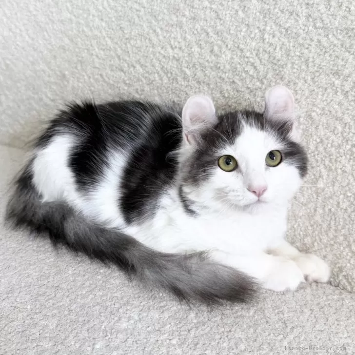 ID：2508-02129の子猫