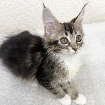 メインクーン【三重県・女の子・2025年9月6日・ブラウントービー&ホワイト】の写真「愛嬌たっぷり！元気いっぱい女の子！」