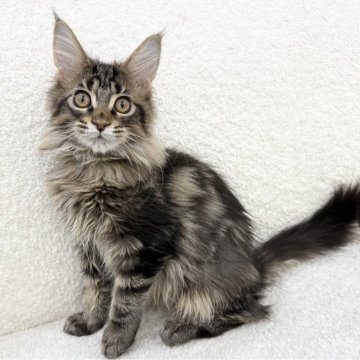 メインクーン【三重県・男の子・2025年9月6日・ブラウンタビーアンドホワイト】の写真「マイペースでのんびりな性格のおとこの子！」