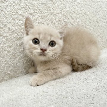 ブリティッシュショートヘア【三重県・男の子・2025年8月31日・クリームタビー】の写真「もっちりボディの男の子！」