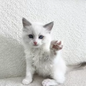 超素敵☆もっちりある猫☆もっちり☆フェイス☆ポーチ