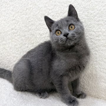 ブリティッシュショートヘア【三重県・女の子・2025年8月31日・ブルー】の写真「まんまるお顔の女の子！」