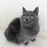 ブリティッシュショートヘア