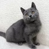 ブリティッシュショートヘア